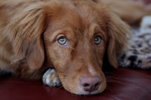 A picture of a Nova Scotia Duck Tolling Retriever looking at the camera with puppy eyes.