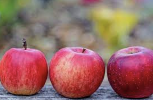 Beautiful delicious apples with an autumn-themed background.