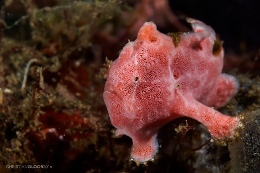 Example of a Pink Frogfish living on the ocean floor. PC: Christian Gloor
