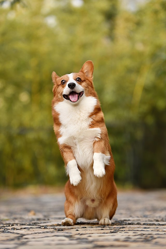 A Corgi puppy happily plays in the grass, showing off its short legs and big personality. PC: Pixabay (CC0 Public Domain)
