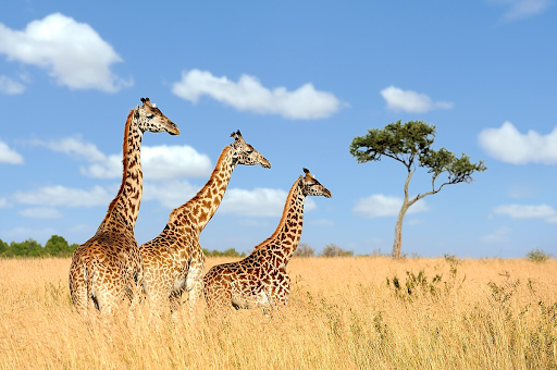 Giraffes of similar appearance may interbreed and interact, but still have significant genetic variation. PC: Wikimedia Commons
