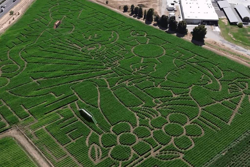 Overview of the design of the Cool Patch Pumpkins corn maze field in 2025. PC: Cool Patch Pumpkins